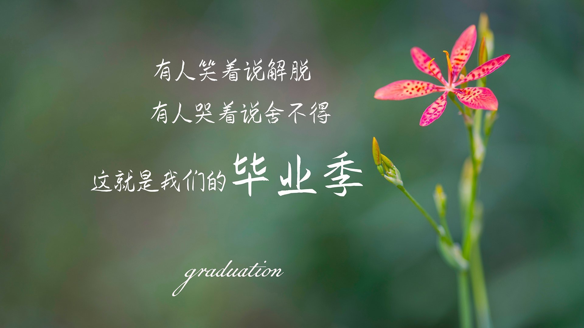 布莱顿战术多变，海鸥军团力争更高排名，布莱顿为什么叫海鸥